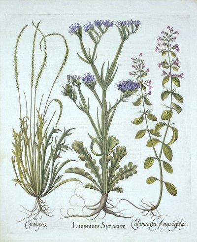 Strandflieder, Schweinekresse, Bergminze, aus Hortus Eystettensis, von Basil Besler (1561-1629), veröffentlicht 1613 von German School